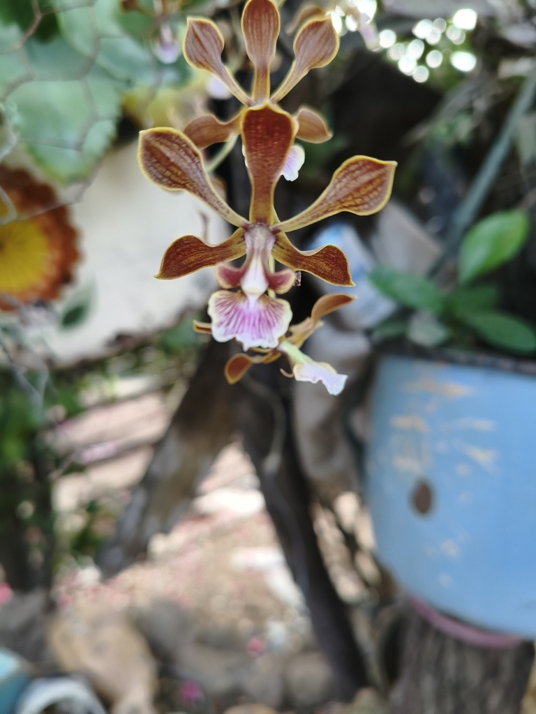 Encyclia meliosma (Rchb.f.) Schltr. 2