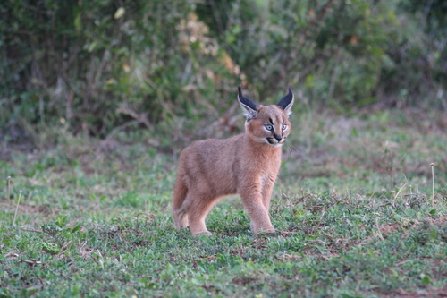 Caracal, photo 7 of 10