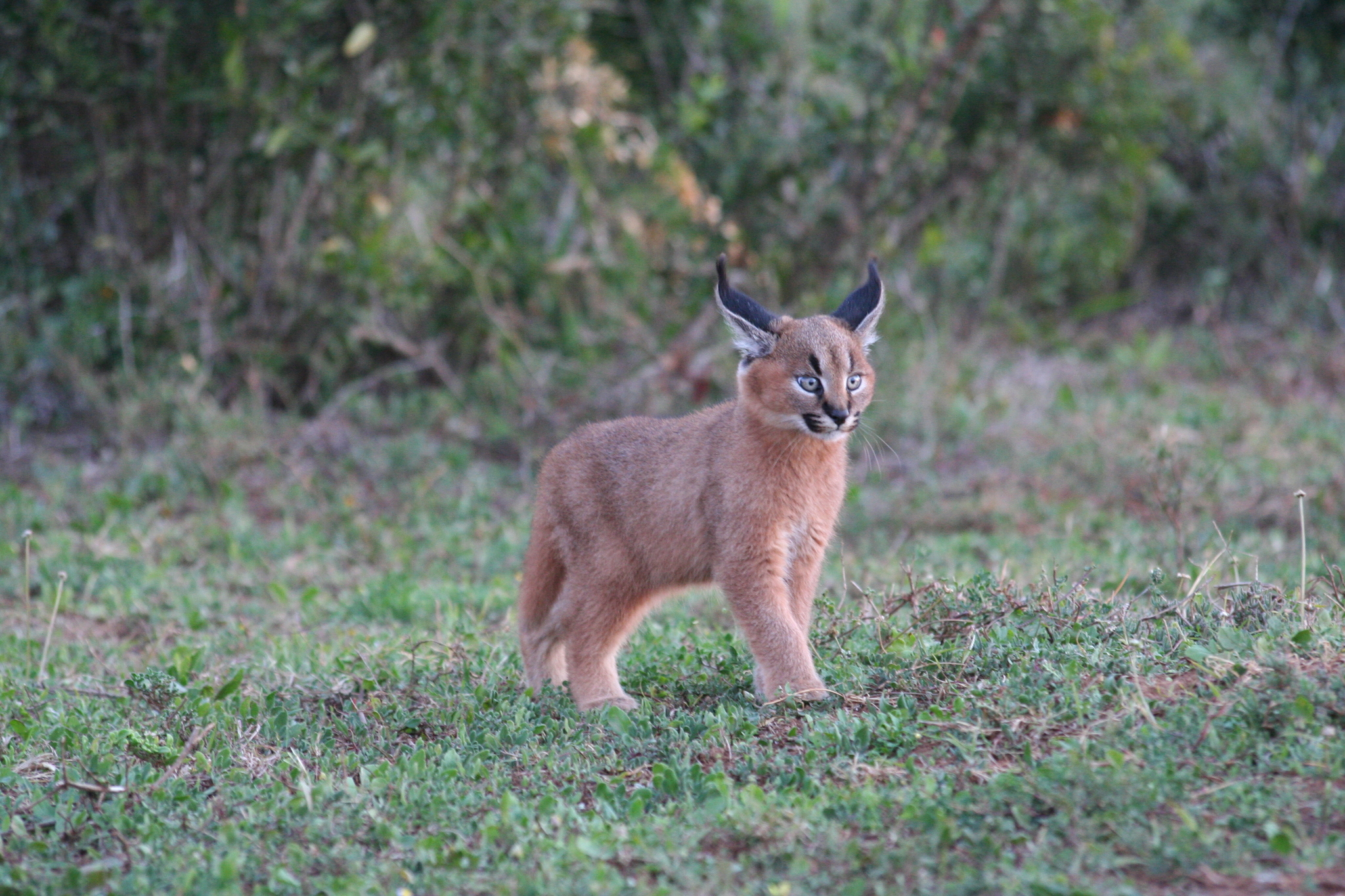 Guia rápido: Caracal 