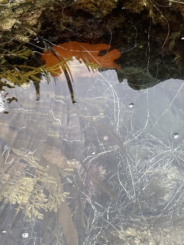 Hypsypops rubicundus