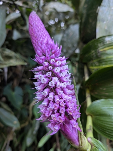 Elleanthus robustus (Rchb.f.) Rchb.f.