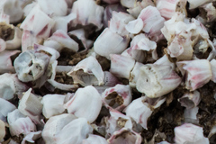 Balanus amphitrite saltonensis