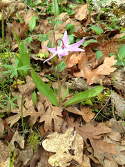 Erythronium hendersonii