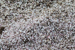 Balanus amphitrite saltonensis