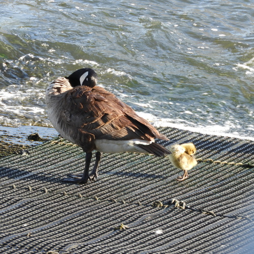 Barnacla canadiense