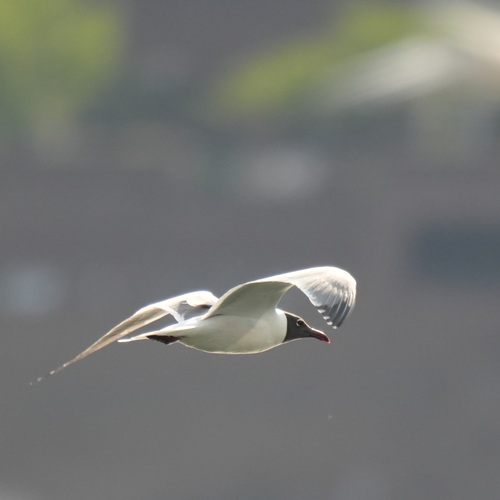 Laughing Gull