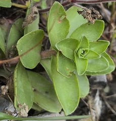 Phedimus obtusifolius