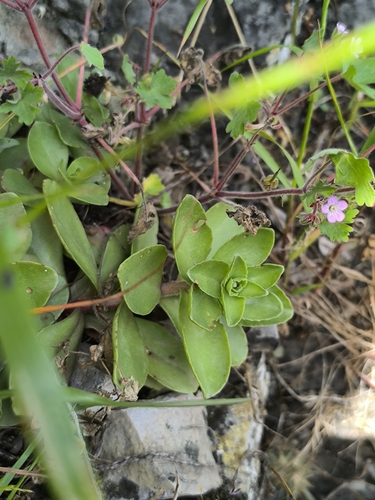 Phedimus obtusifolius, photograph 2
