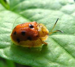 Laccoptera tredecimpunctata