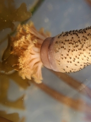 Themiste pyroides