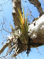 Tillandsia circinnatioides