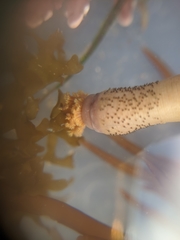 Themiste pyroides