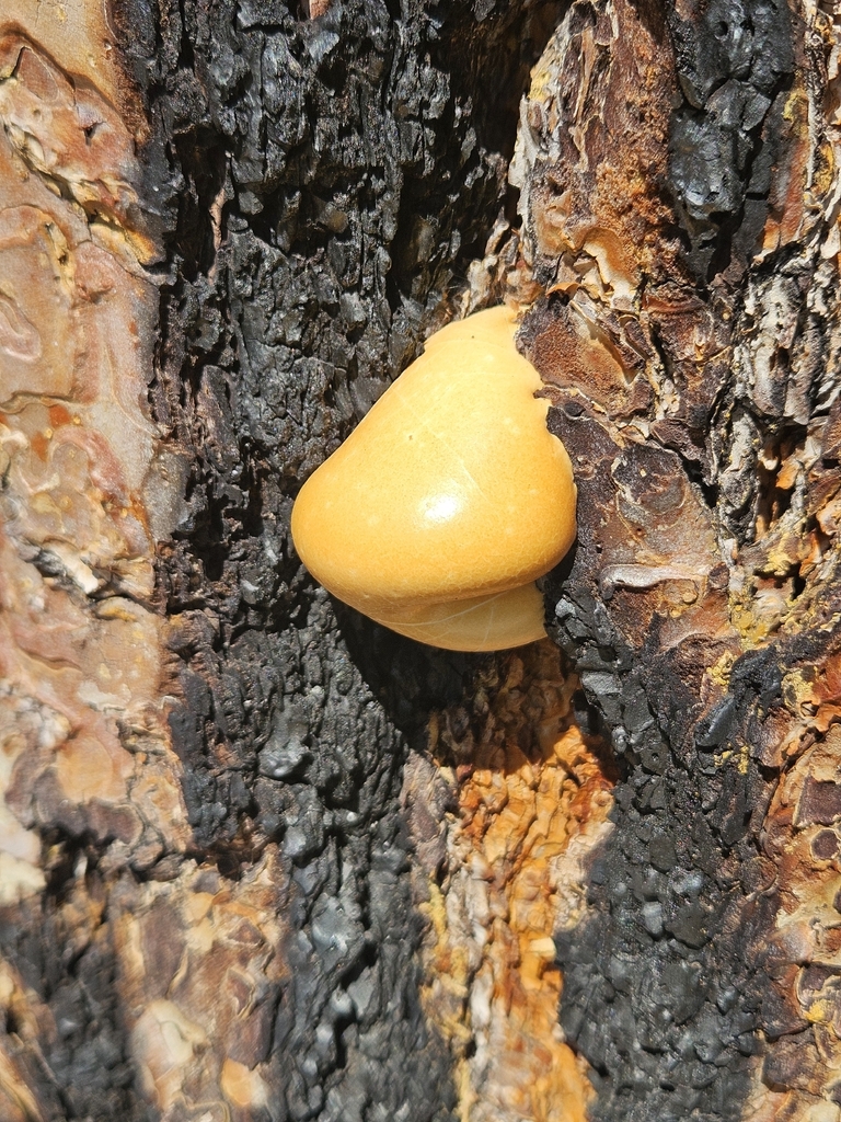 Veiled Polypore
