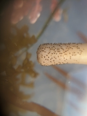 Themiste pyroides
