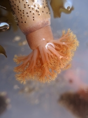 Themiste pyroides