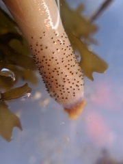 Themiste pyroides