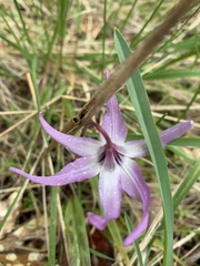 Erythronium hendersonii