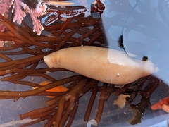 Themiste pyroides
