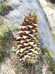 Pinus veitchii