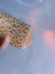 Themiste pyroides