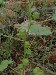 Abutilon theophrasti