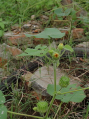 Abutilon theophrasti