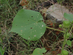 Abutilon theophrasti