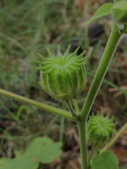 Abutilon theophrasti