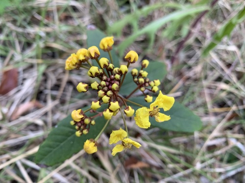 sagra's amazonvine (Stigmaphyllon sagraeanum)