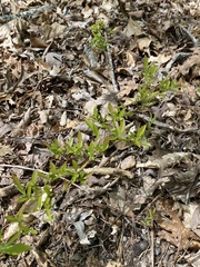 Vaccinium tenellum