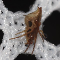 Neospintharus trigonum