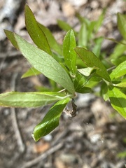 Vaccinium tenellum