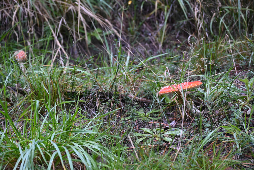 Amanita muscaria · April 2026 · photo: © jon_sullivan (iNaturalist, cc-by)