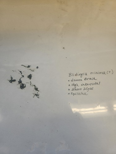 Blidingia minima observed 2026-04-19