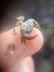 Paraxanthias taylori