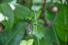Argiope aetherea