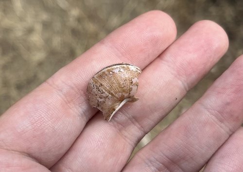 Helminthoglypta tudiculata