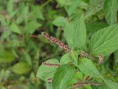 Acalypha australis
