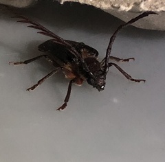 Enneaphyllus aeneipennis