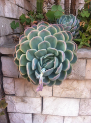 Echeveria elegans