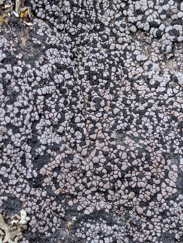 Rhizocarpon grande, 2026-05-09