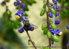 Megachile amparo