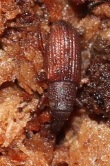 Dryophthorus americanus