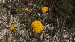 Chaenactis glabriuscula glabriuscula