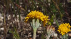 Chaenactis glabriuscula glabriuscula