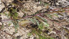 Chaenactis glabriuscula glabriuscula