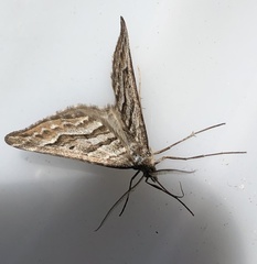 Chrysolarentia nephodes