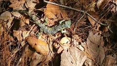 Abronia taeniata