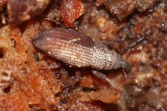 Dryophthorus americanus