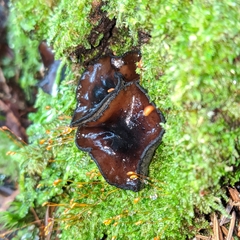 Pseudoplectania vogesiaca